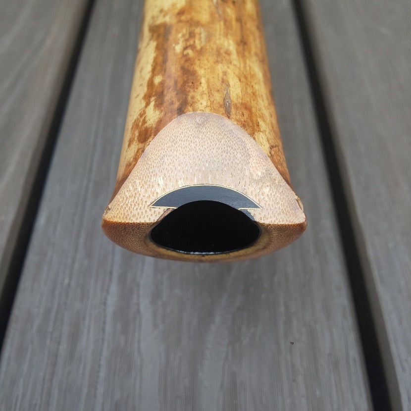 Gyokusui Shakuhachi Tozan 1.8 Jiari Utaguchi Inlay Bordered with 24K Gold